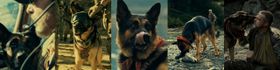 ブラッド・ピット主演映画『ハート・オブ・ビースト』で人間と愛犬の絆を熱く語る特別映像＆場面写真が解禁
