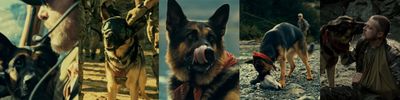 ブラッド・ピット主演映画『ハート・オブ・ビースト』で人間と愛犬の絆を熱く語る特別映像＆場面写真が解禁