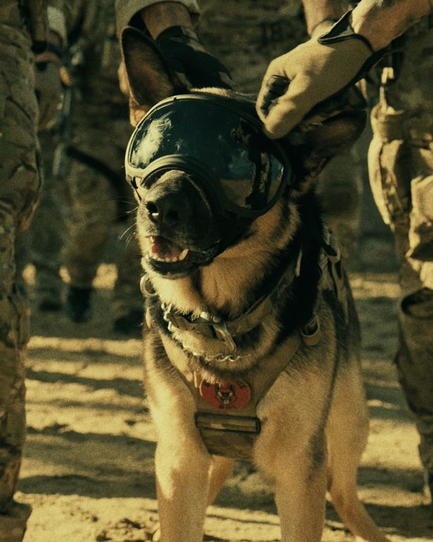 ゴーグルとドッグタグを身に着けた軍用偵察犬時代のオーディン