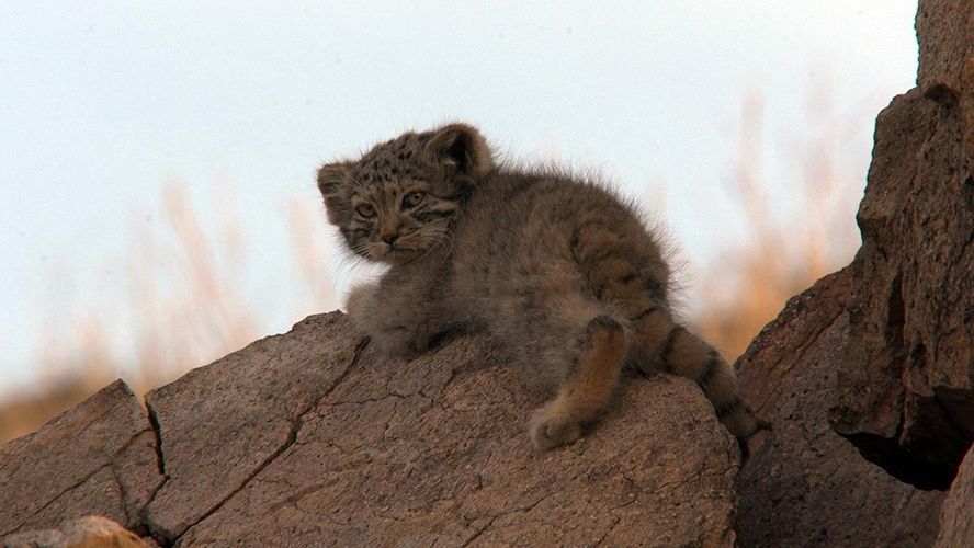 マヌルネコにサーバル、チーターの子ネコたちに悶絶…！『劇場版ダーウィンが来た！世界のネコのなかまたち』が捉えた野生ニャンコたちの“ネコ生”