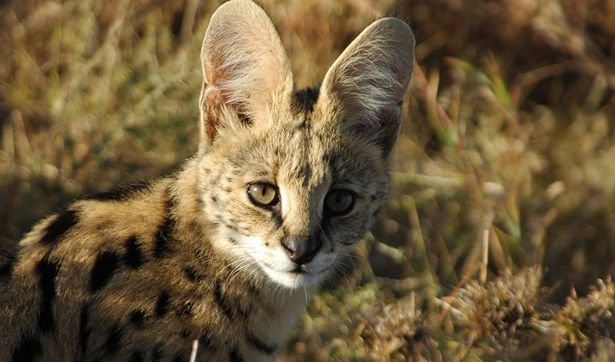 【写真を見る】かわいい顔に似合わず猫パンチが強烈な大きな耳のサーバル