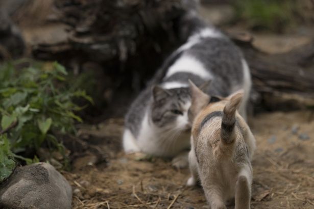 子猫からちょいポチャな猫まで！猫好きにはたまらない！