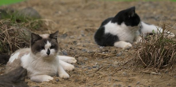 ねこすて橋では、野良や捨て猫などが身を寄せあって暮らしている