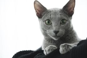 超かわいい猫が多数登場する『猫は抱くもの』