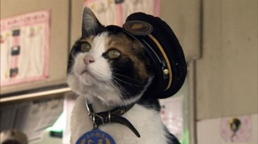 猫の駅長たまも出演！世界中のカワイイ猫ちゃんが大集合