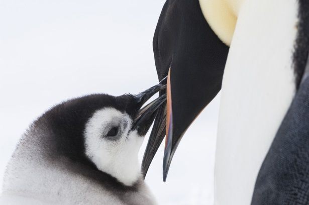 映画はマイナス40℃という過酷な地で子育てをする皇帝ペンギンの生態に迫る