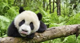 『アース：アメイジング・デイ』の日本公開が決定！