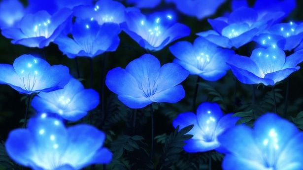 『さよならの朝に約束の花をかざろう』より
