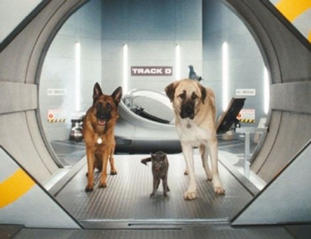 長年に渡り敵対してきた犬とネコが遂にタッグを結成