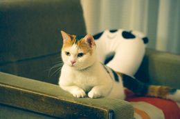 モフモフな胸毛(？)がステキなモモ姉さん