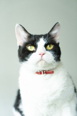 『旅猫リポート』で好演した猫のナナちゃん