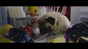 冷蔵庫を開けて、食べ物を物色!?パグが食い意地はりまくり！