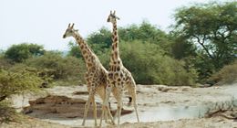 野生のキリンは、めちゃくちゃ激しい…！