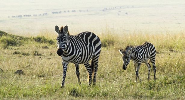 サバンナシマウマは、指紋のように1頭ごとに異なる縞模様で見分ける