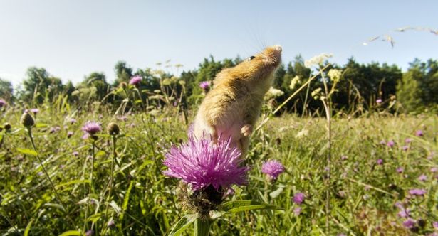 カヤネズミは植物の茎の上で食料探し