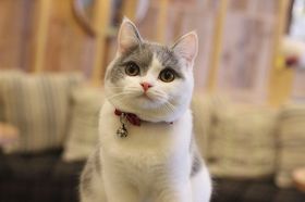 わがままで甘えん坊なブリティッシュショートヘアのぶり