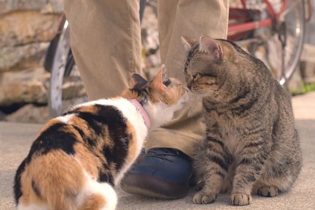 猫とじいちゃんの暮らしを切り取っていく(『ねことじいちゃん』)