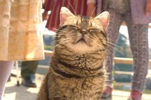 動物写真家の岩合光昭が初監督を務めている (『ねことじいちゃん』)