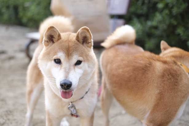 【写真を見る】めちゃかわいい！思わず飼いたくなっちゃう癒しの柴犬フォト大放出【40枚】