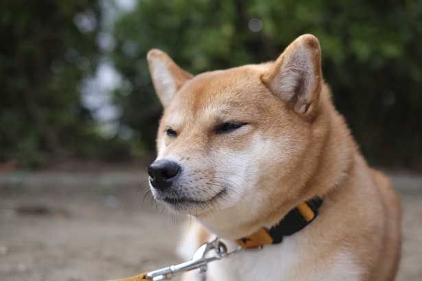 なんともふてぶてしい表情がドラマで笑いを生み出している