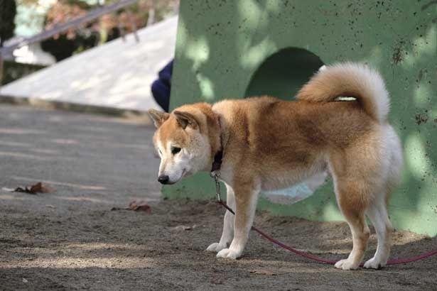 「柴公園」は公園を舞台に、3人の柴犬の飼い主たちが無駄話をするというもの