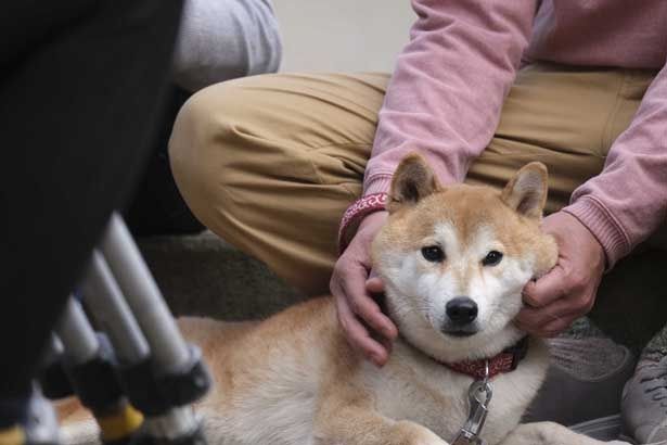 顔をなでられリラックした様子のあたる