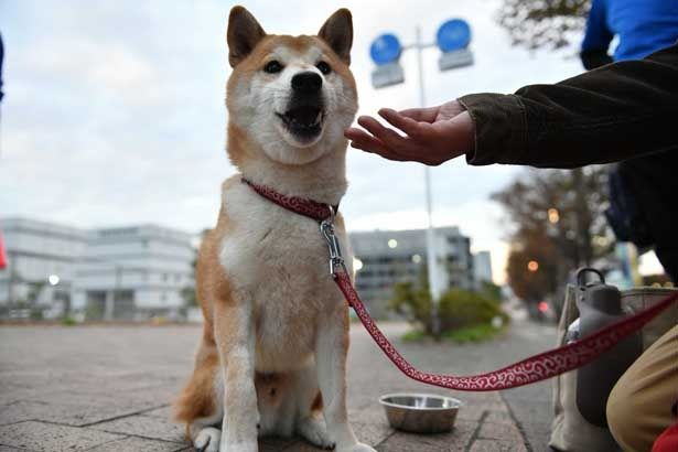 画面越しに癒されること間違いなし！