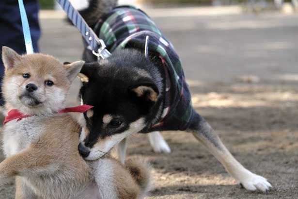 ほかの犬にちょっかいを出し元気いっぱい！