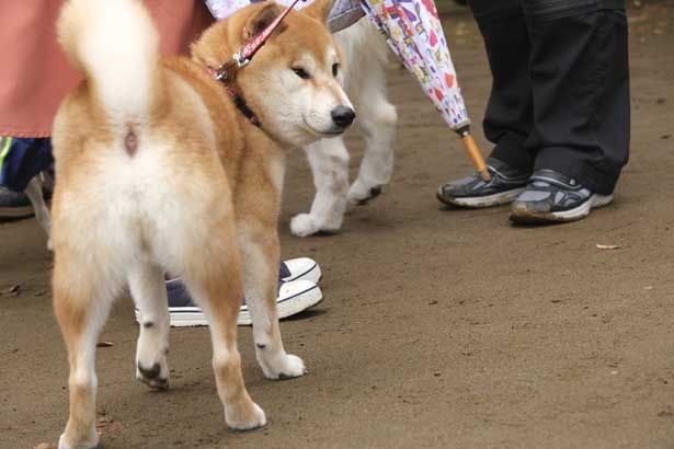 コロコロのお尻もかわいすぎる！