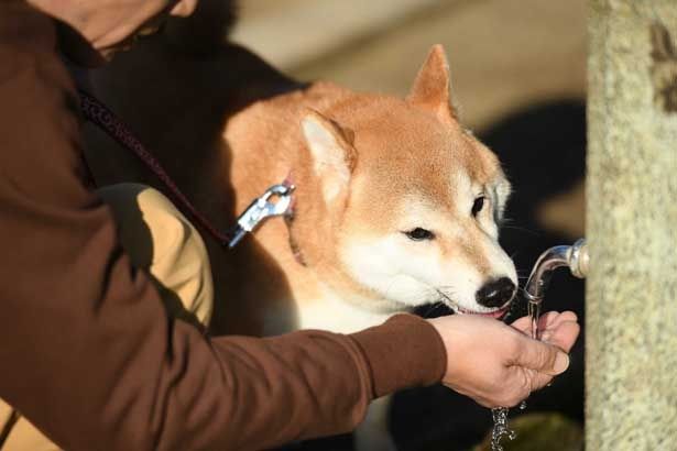 水を飲む様子までかわいい