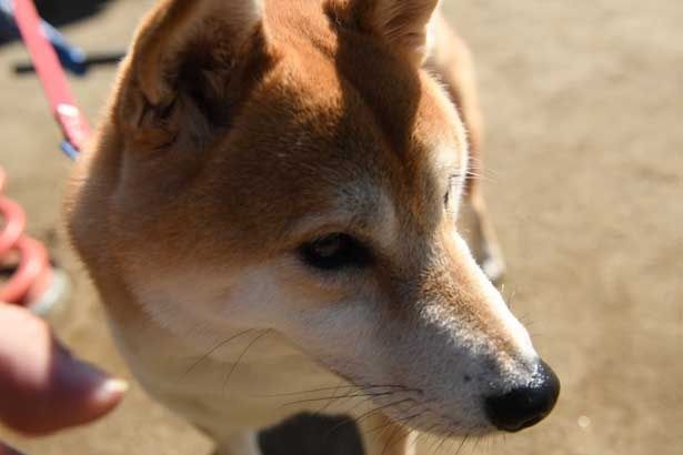 仲良しな3匹の柴犬が登場！