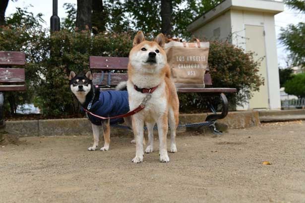 2匹そろって何を見つめているのかな？