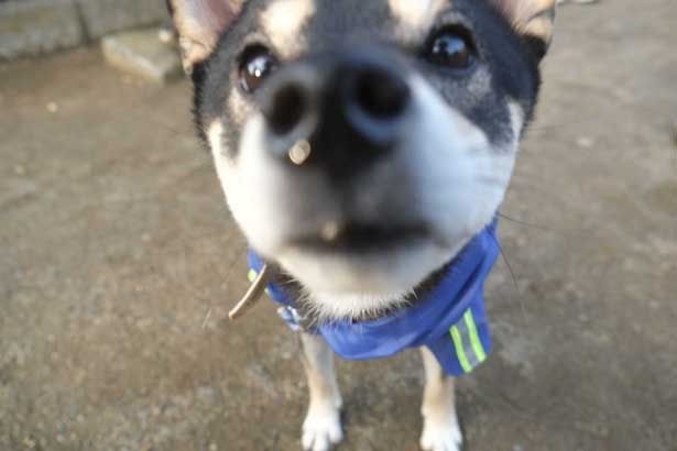 顔をカメラに近づける興味津々の黒柴のじっちゃん