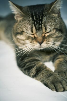 気持ちよさそうな寝顔に癒やされる