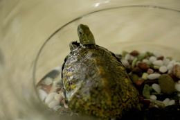 『カメラを止めるな！』の上田慎一郎監督が贈る最新作が今夏に公開決定！