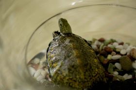 『カメラを止めるな！』の上田慎一郎監督が贈る最新作が今夏に公開決定！