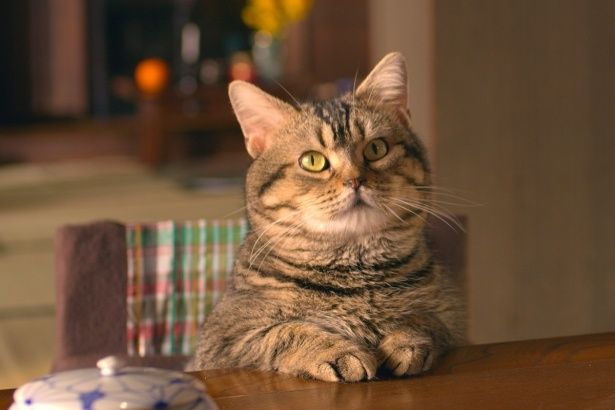 猫写真の第一人者岩合光昭が監督を務めた『ねことじいちゃん』