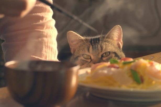 食卓に並ぶちらし寿司を見つめるタマ(『ねことじいちゃん』)