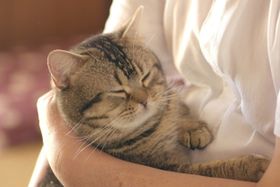 腕の中で気持ち良さそう〜(『ねことじいちゃん』)