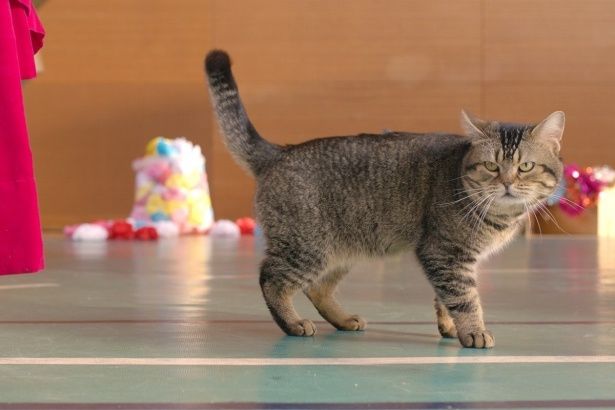 猫好きなら間違いない『ねことじいちゃん』