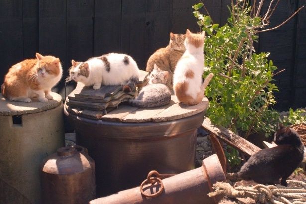 癒されまくること間違いなし！(『ねことじいちゃん』)