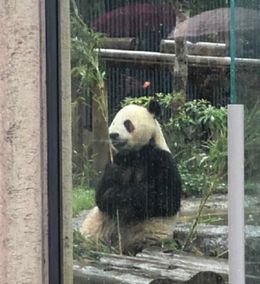 雨の日の動物園で濡れたパンダ