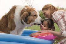 愛犬と人間との深い愛情が感動を呼んだ『僕のワンダフル・ライフ』(17)の続編『僕のワンダフル・ジャーニー』の予告編が公開