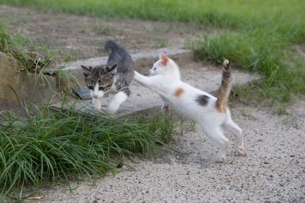 【写真を見る】やんちゃな子猫たちの姿に癒される…＜写真25点＞(『ダヤンとタマと飛び猫と ～3つの猫の物語～』)