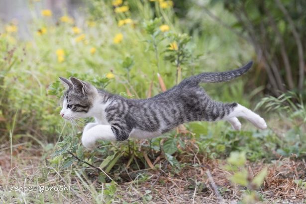 野をかける姿が勇ましい！(『ダヤンとタマと飛び猫と ～3つの猫の物語～』)