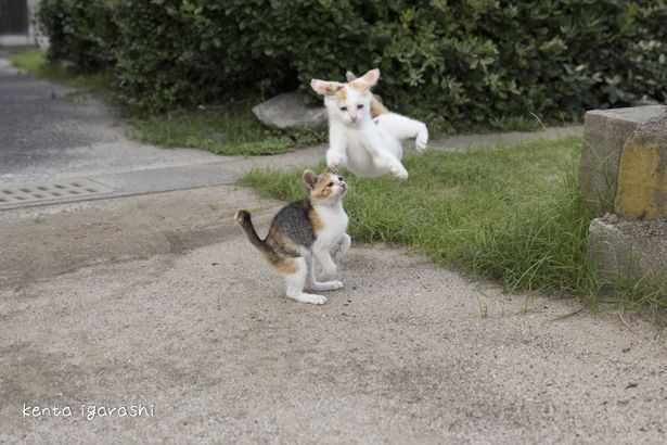 体を反らせて大ジャーンプ！(『ダヤンとタマと飛び猫と ～3つの猫の物語～』)