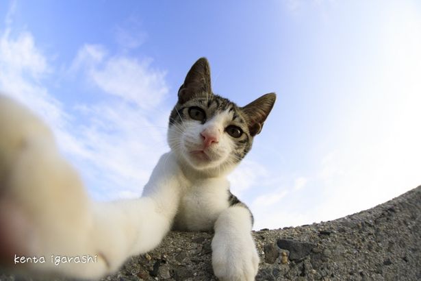 カメラに興味津々…(『ダヤンとタマと飛び猫と ～3つの猫の物語～』)