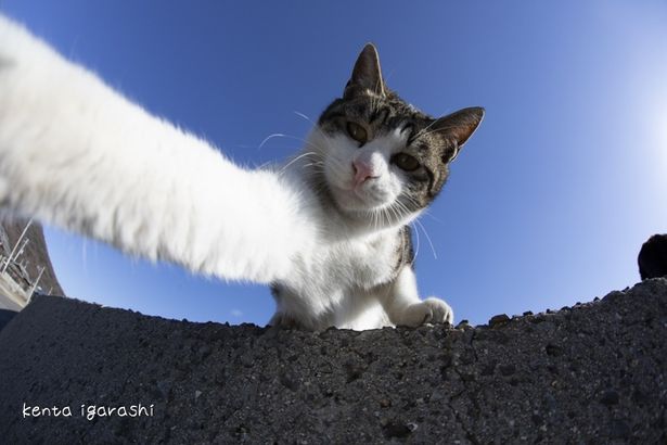 猫たちの自然な表情に癒される！(『ダヤンとタマと飛び猫と ～3つの猫の物語～』)