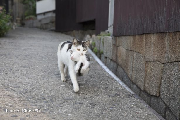 お母さん猫にくわえられて…(『ダヤンとタマと飛び猫と ～3つの猫の物語～』)