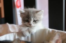 こんな可愛いにゃんこたちがスクリーンから飛び出してくる！